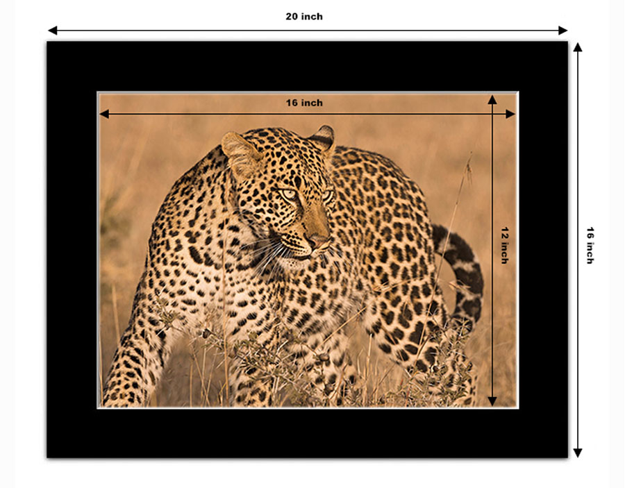 photo example of a 16x12 inch black mounted print in horizontal orientation showing a leopard by Ashley Vincent