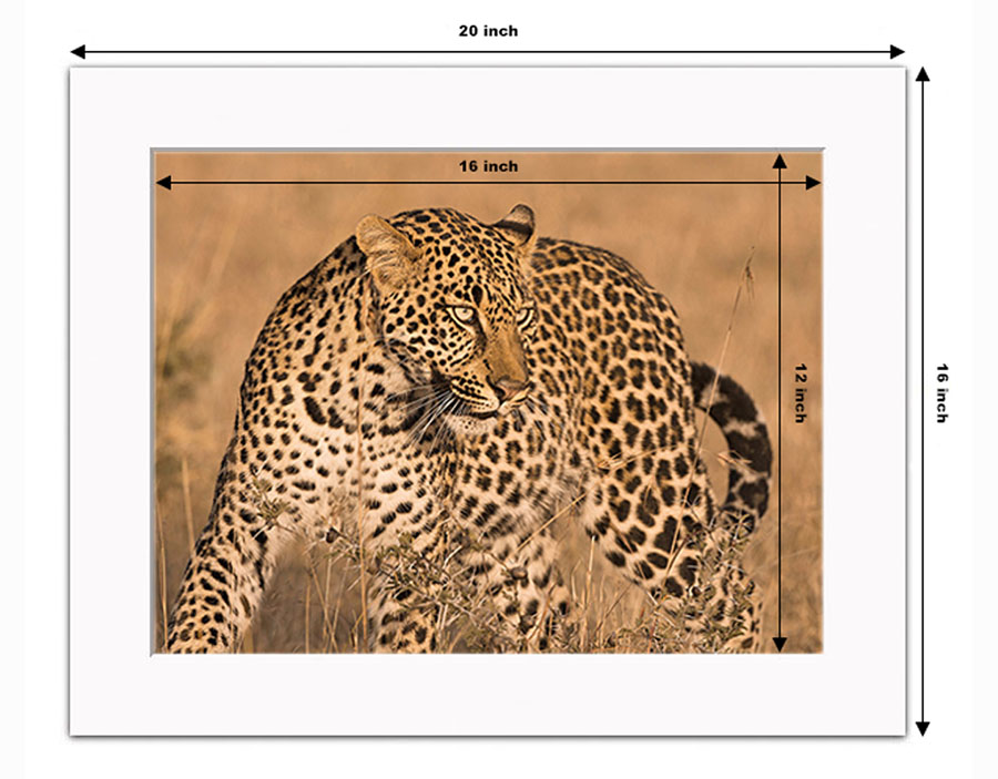 photo example of a 16x12 inch white mounted print in horizontal orientation showing a leopard by Ashley Vincent