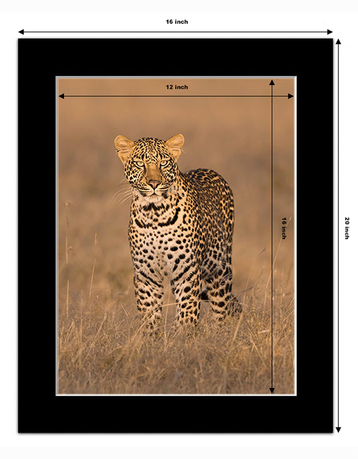 photo example of a 16x12 inch black mounted print in vertical orientation showing a leopard by Ashley Vincent