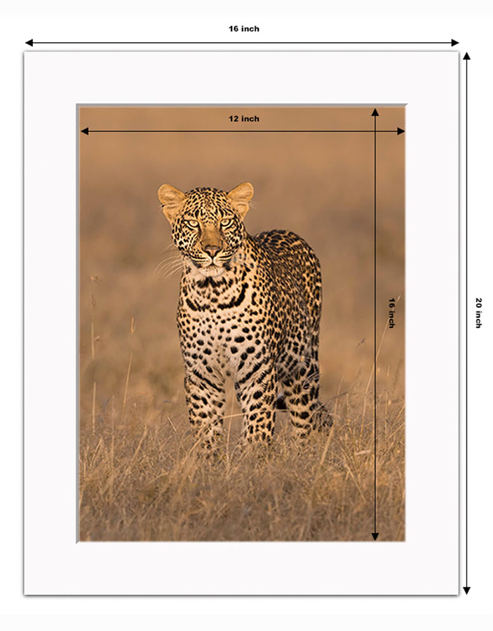 photo example of a 16x12 inch white mounted print in vertical orientation showing a leopard by Ashley Vincent