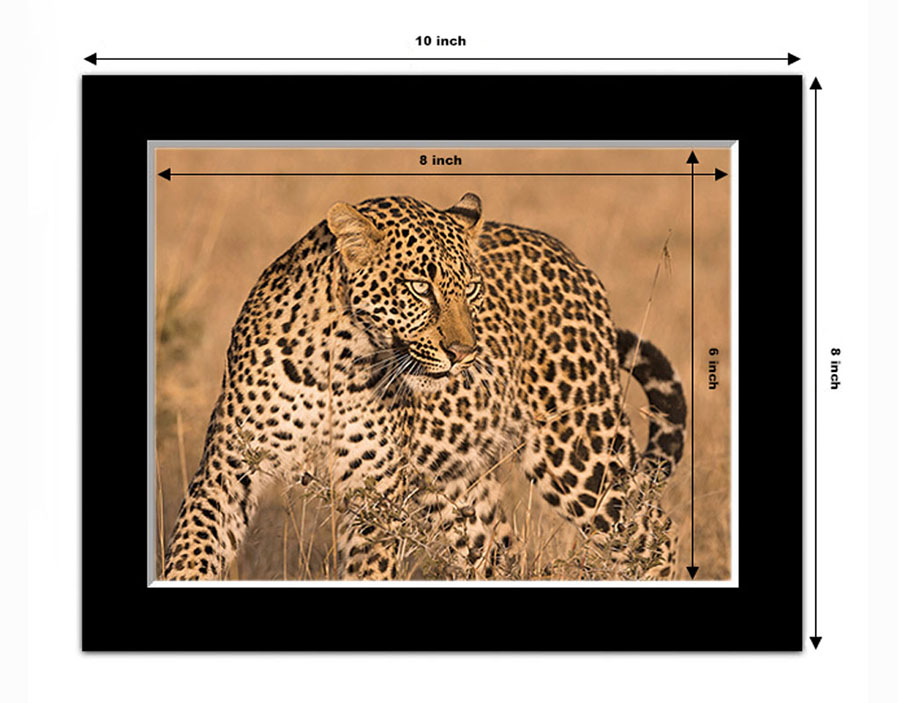 photo example of a 8x6 inch black mounted print in horizontal orientation showing a leopard by Ashley Vincent