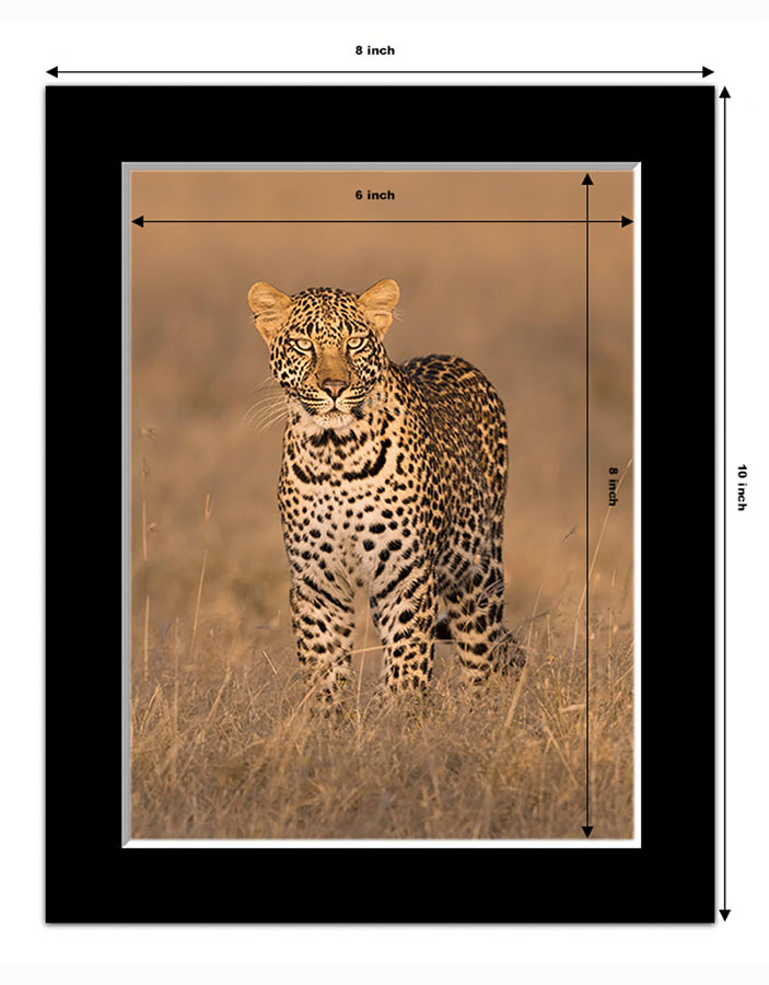 photo example of a 8x6 inch black mounted print in vertical orientation showing a leopard by Ashley Vincent