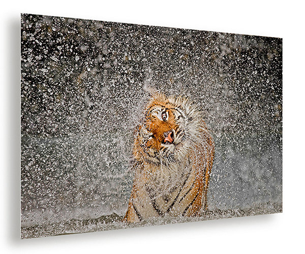 photo example of an acrylic print hanging on a wall showing a tiger shaking off water by Ashley Vincent
