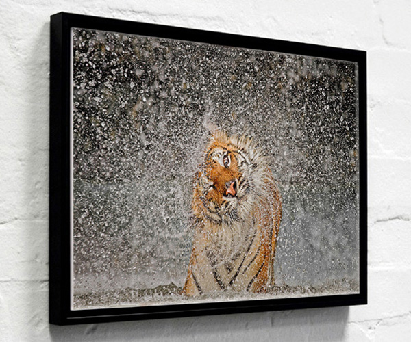 photo example of a tray framed acrylic print hanging on a wall showing a tiger shaking off water by Ashley Vincent
