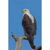 African Fish Eagle sitting on a brach set against a bright blue sky by ashley vincent