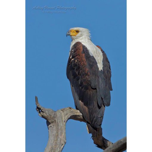 African Fish Eagle sitting on a brach set against a bright blue sky by ashley vincent