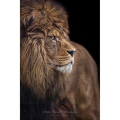 Barbary Lion against black background by ashley vincent