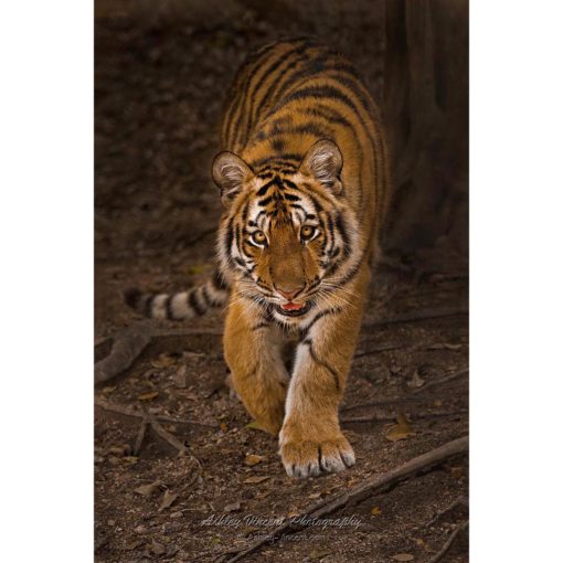 Siberian Tiger walking toward the camera by ashley vincent