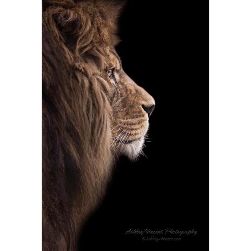 Barbary Lion head shot in profile by ashley vincent