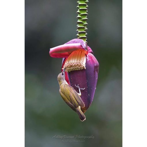 little spiderhunter bird hanging onto the flower of a plantain banana plant feeding on nectar by photographer ashley vincent