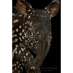 close up of a baby Malayan Tapir walking past the photographer by ashley vincent