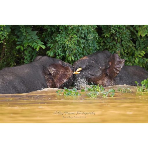 two bornean pygmy elephants playing in a river by ashley vincent
