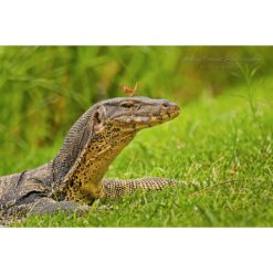 Water Monitor on grass with a butterfly perched on it's head by ashley vincent