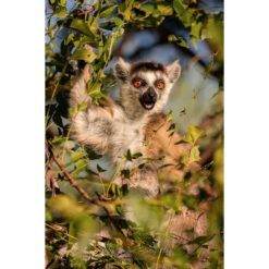 ring-tailed lemur wide-eyed with open mouth in a tree by ashley vincent