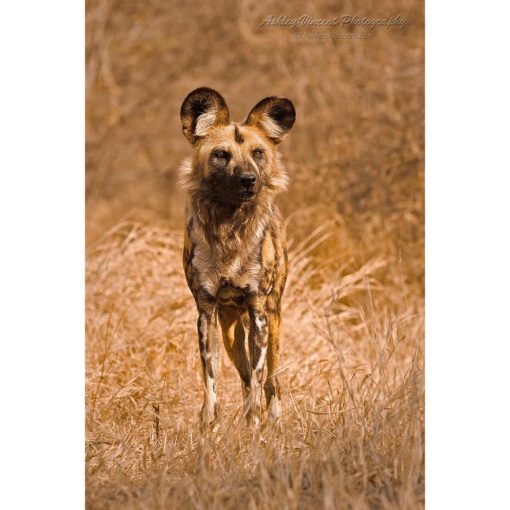 African Hunting Dog standing in golden light by ashley vincent