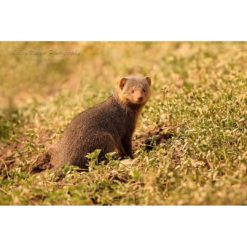 Dwarf Mongoose staring at the photographer while sitting on grass at the entrance of it's den by ashley vincent