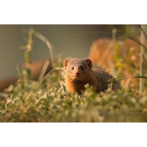 Dwarf Mongoose peering at the photographer through grass in golden sunlight by ashley vincent
