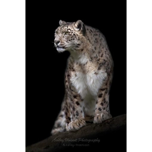 dramatic portrait of a snow leopard against a black background by photographer ashley vincent