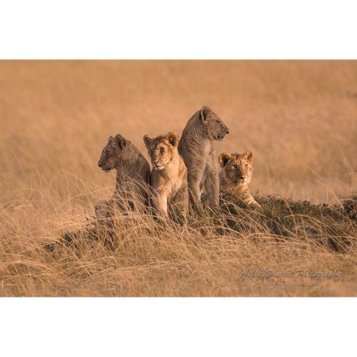 Four African lion cubs sitting on a mound on the savanna all looking in different directions captured by wildlife photographer Ashley Vincent