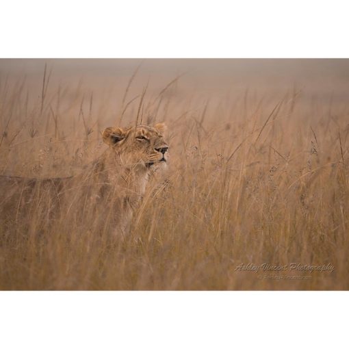 An African lioness walking through long grass of the open savannah looking for her cubs captured by wildlife photographer Ashley Vincent