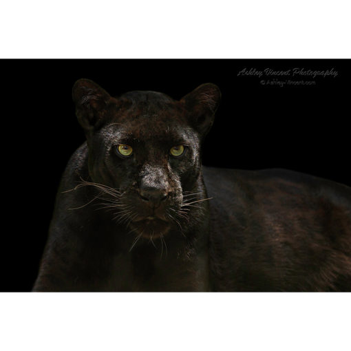 A melanistic Indochinese leopard with yellow green eyes set against a black background looking intently at the wildlife photographer Ashley Vincent
