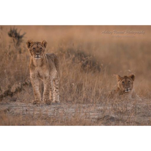 Two African lion cubs in the Massai Mara one laying down the other standing up captured by wildlife photographer Ashley Vincent