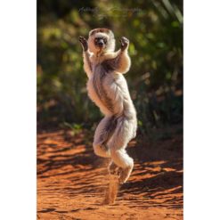 Verreaux’s Sifaka skipping along the ground by ashley vincent