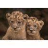 Two African lion cubs with spots on their heads leaning against each other captured by wildlife photographer Ashley Vincent
