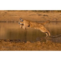 A caracal cub leaping from a fallen branch across a patch of water onto a muddy bank captured by wildlife photographer Ashley Vincent