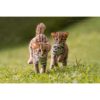 Two leopard cat cubs running after each other across grass toward the wildlife photographer Ashley Vincent