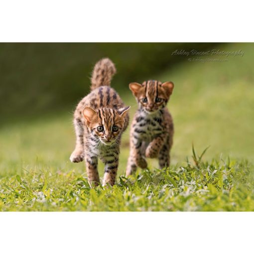 Two leopard cat cubs running after each other across grass toward the wildlife photographer Ashley Vincent