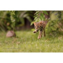 A leopard cat cub running across grass and captured in mid air by wildlife photographer Ashley Vincent