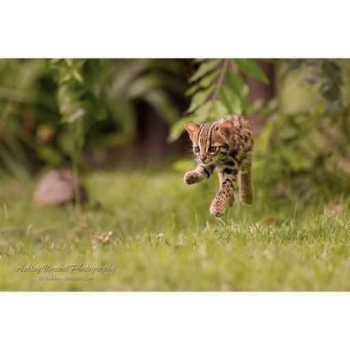 A leopard cat cub running across grass and captured in mid air by wildlife photographer Ashley Vincent