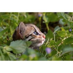 A leopard cat cub with blue eyes looking through a bed of flowers into sunlight captured by wildlife photographer Ashley Vincent