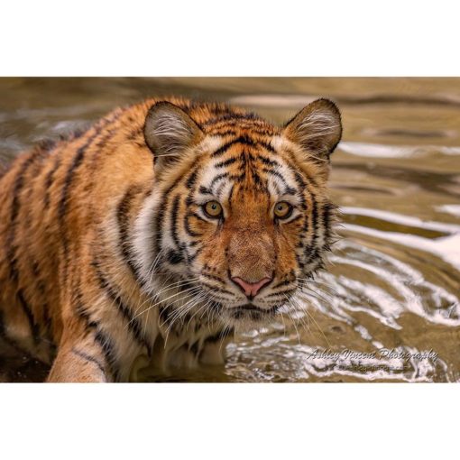A Siberian also known as an Amur tiger emerging from a murky pool while looking intently at the wildlife photographer Ashley Vincent