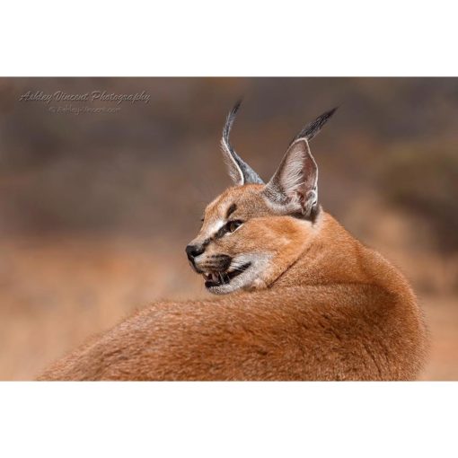 A caracal sub in profile looking back over his shoulder against neutral background captured by wildlife photographer Ashley Vincent