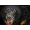 close up headshot of a moon bear with it's mouth open by photographer ashley vincent