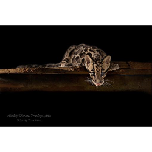 A clouded leopard cub laying down against a black background while staring at the wildlife photographer and digital artist Ashley Vincent