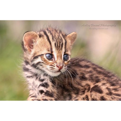 A leopard cat cub with blue eyes looking over her shoulder against neutral background captured by wildlife photographer Ashley Vincent