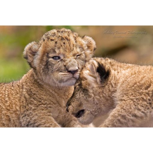 Two six-day old African Lion cubs one bumping into the other captured by wildlife photographer Ashley Vincent
