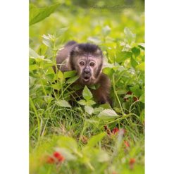 baby Black-Capped Capuchin emerging from undergrowth with expression of shock on it's face by photographer ashley vincent