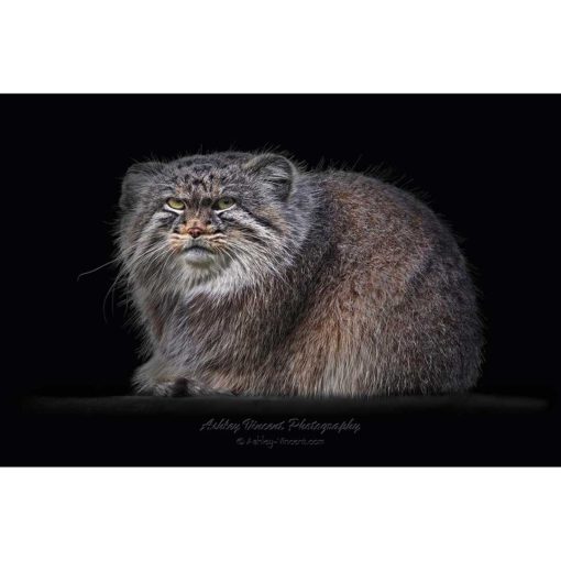 A grumpy looking Pallas cat sitting down against a black background while staring at the wildlife photographer and digital artist Ashley Vincent
