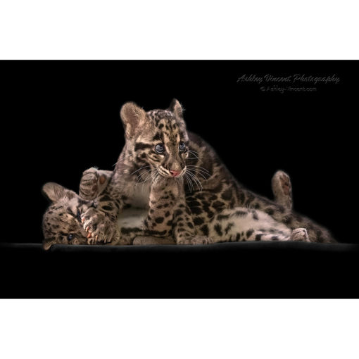 Two clouded leopard cubs playing with the paw of one in the mouth of the other set against a black background captured by wildlife photographer Ashley Vincent