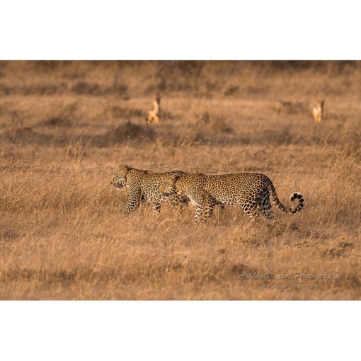 Two leopards walking across the African savannah with a pair of black-backed jackals in the background captured by wildlife photographer Ashley Vincent