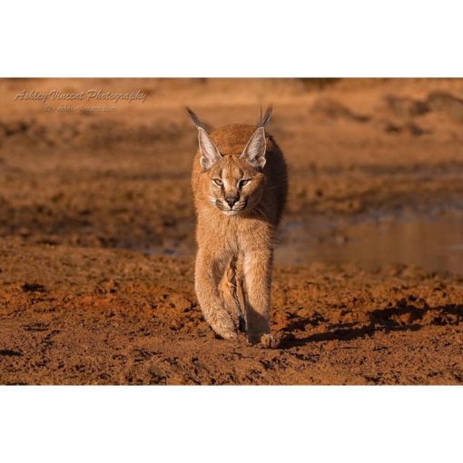 A six-month old caracal cub walking on muddy ground in golden light directly toward the wildlife photographer Ashley Vincent