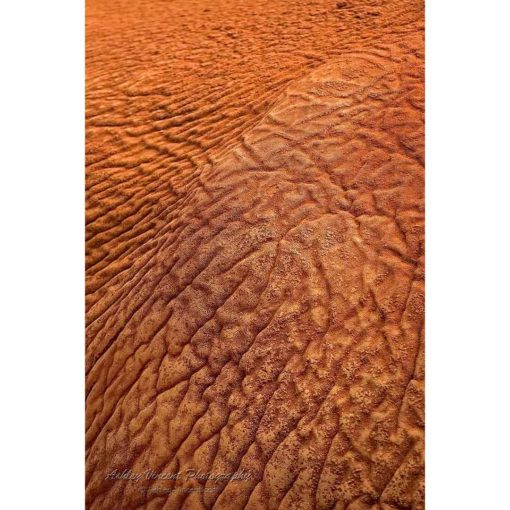 close up of asian elephant skin showing detailed texture by photographer ashley vincent