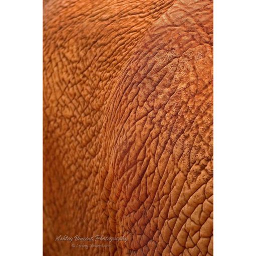 close up of asian elephant skin showing detailed texture by photographer ashley vincent