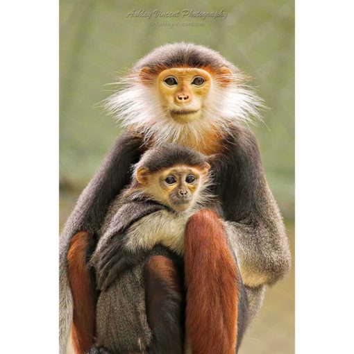 Red-Shanked Douc Langur mother holding her baby with both looking directly at the photographer by ashley vincent