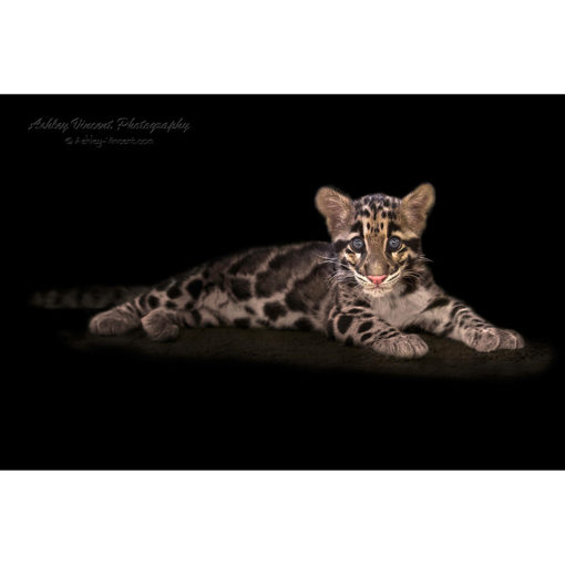 A clouded leopard cub laying down against a black background while staring at the wildlife photographer and digital artist Ashley Vincent