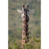 image shows the back of the neck and head of a Masai Giraffe with Yellow-Billed Ox-Pecker clinging to it's neck by ashley vincent